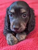 Roxxy, a female Miniature Dachshund for sale in Rural Retreat, VA – Photo 1 of 10