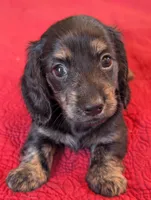 Roxxy, a female Miniature Dachshund for sale in Rural Retreat, VA – Photo 2 of 10