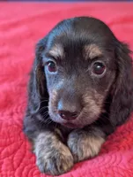 Roxxy, a female Miniature Dachshund for sale in Rural Retreat, VA – Photo 7 of 10