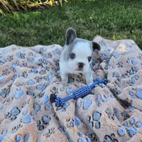 Star, a female French Bulldog for sale in Cape Coral, FL – Photo 2 of 3