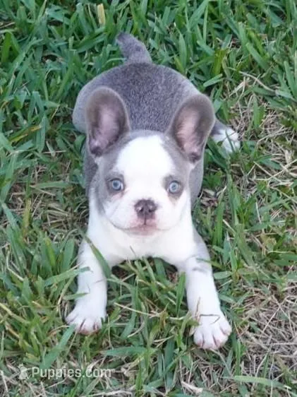 Star – French Bulldog puppy for sale in Cape Coral, FL