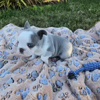 Star, a female French Bulldog for sale in Cape Coral, FL – Photo 3 of 3