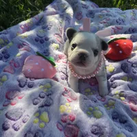 Star, a female French Bulldog for sale in Cape Coral, FL – Photo 1 of 3