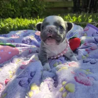 Lily, a female French Bulldog for sale in Cape Coral, FL – Photo 1 of 5