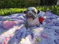 Lily, a female French Bulldog for sale in Cape Coral, FL – Photo 1 of 5