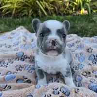 Lily, a female French Bulldog for sale in Cape Coral, FL – Photo 4 of 5