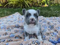 Lily, a female French Bulldog for sale in Cape Coral, FL – Photo 4 of 5