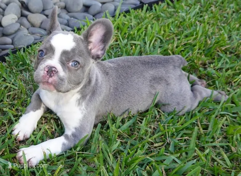 Lily – French Bulldog puppy for sale in Cape Coral, FL