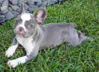 Lily, a female French Bulldog for sale in Cape Coral, FL – 2 of 7