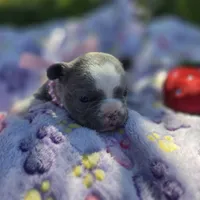 Lily, a female French Bulldog for sale in Cape Coral, FL – Photo 2 of 5