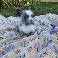 Lily, a female French Bulldog for sale in Cape Coral, FL – Photo 5 of 5