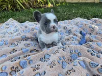 Lily, a female French Bulldog for sale in Cape Coral, FL – Photo 5 of 5