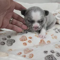 Lily, a female French Bulldog for sale in Cape Coral, FL – Photo 3 of 5