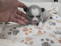 Lily, a female French Bulldog for sale in Cape Coral, FL – Photo 3 of 5