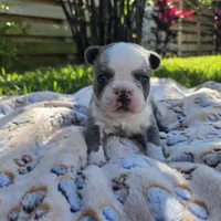 Ziggy, a male French Bulldog for sale in Cape Coral, FL – Photo 1 of 4