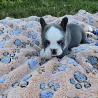 Ziggy, a male French Bulldog for sale in Cape Coral, FL – Photo 3 of 4