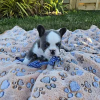 Ziggy, a male French Bulldog for sale in Cape Coral, FL – Photo 2 of 4