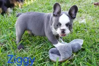Ziggy, a male French Bulldog for sale in Cape Coral, FL – Photo 4 of 4