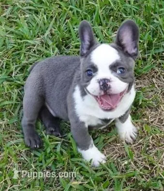 Ziggy – French Bulldog puppy for sale in Cape Coral, FL