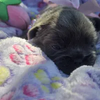 Tiana, a female French Bulldog for sale in Cape Coral, FL – Photo 1 of 4