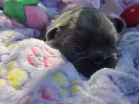 Tiana, a female French Bulldog for sale in Cape Coral, FL – Photo 1 of 2