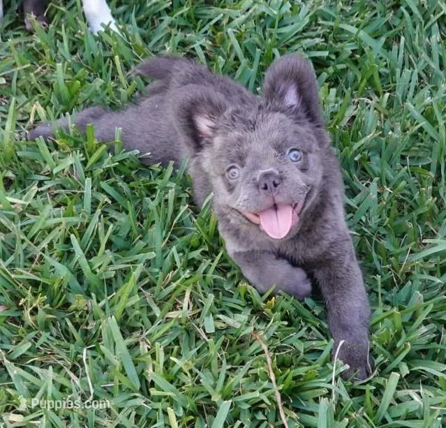 Tiana – French Bulldog puppy for sale in Cape Coral, FL