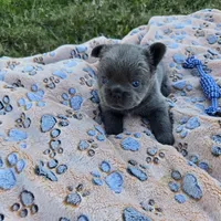 Tiana, a female French Bulldog for sale in Cape Coral, FL – Photo 3 of 4