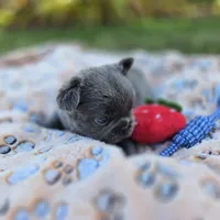 Tiana, a female French Bulldog for sale in Cape Coral, FL – Photo 4 of 4