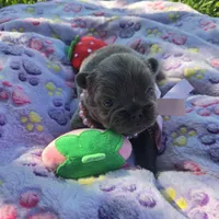 Tiana, a female French Bulldog for sale in Cape Coral, FL – Photo 2 of 4