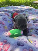 Tiana, a female French Bulldog for sale in Cape Coral, FL – Photo 2 of 2