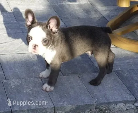 Liam – French Bulldog puppy for sale in Cape Coral, FL
