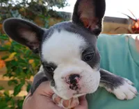 Liam, a male French Bulldog for sale in Cape Coral, FL – Photo 7 of 7