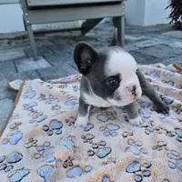 Liam, a male French Bulldog for sale in Cape Coral, FL – Photo 4 of 7