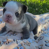 Liam, a male French Bulldog for sale in Cape Coral, FL – Photo 2 of 7
