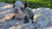 Liam, a male French Bulldog for sale in Cape Coral, FL – Photo 2 of 3