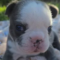 Liam, a male French Bulldog for sale in Cape Coral, FL – Photo 1 of 7