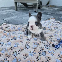 Liam, a male French Bulldog for sale in Cape Coral, FL – Photo 5 of 7