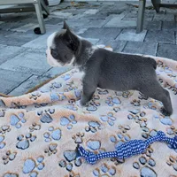 Liam, a male French Bulldog for sale in Cape Coral, FL – Photo 6 of 7