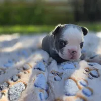 Liam, a male French Bulldog for sale in Cape Coral, FL – Photo 3 of 7