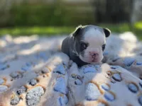 Liam, a male French Bulldog for sale in Cape Coral, FL – Photo 3 of 3