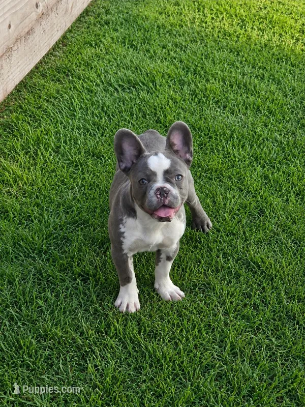 Lily – French Bulldog puppy for sale in Cape Coral, FL