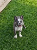 Lily, a female French Bulldog for sale in Cape Coral, FL – 1 of 7