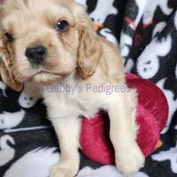 AKC Male Buff, Tiny, a male Cocker Spaniel for sale in Kingman, AZ – Photo 4 of 4