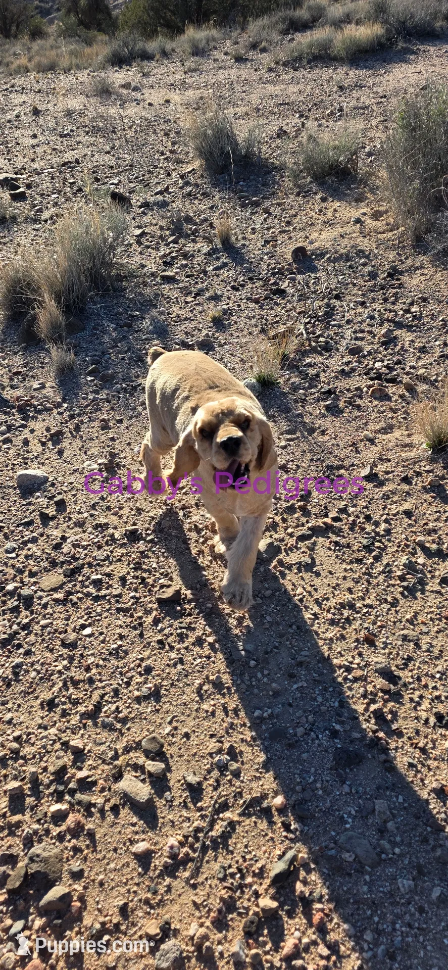 processed/2b9b6833-eac0-4175-a6cc-bef7fc52b697/listing/78c8357d-8439-4008-9793-f2ef5177b68a/5e7e9ba5-29bc-4240-98ea-15017f71411f