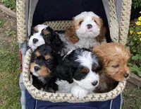 processed/2b9c48e4-2f4b-464b-84a7-d74b47eff48f/facility/1223741b-c0bc-475f-95d1-fcb8b8d33307