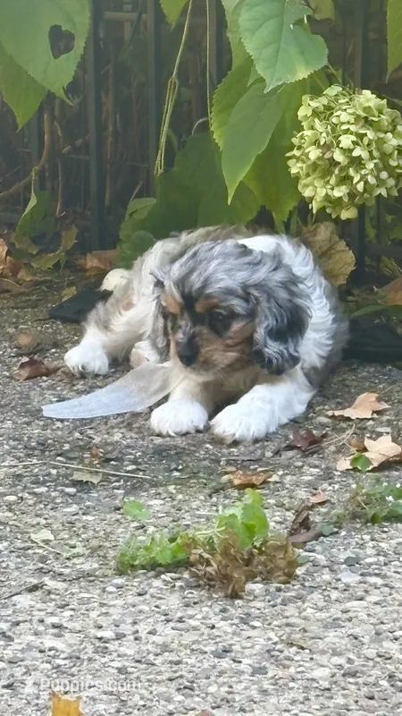 Merlin – Cavapoo puppy for sale in Grandville, MI