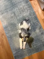 Buddy (Prince), a male Poodle - Miniature  for sale in Grandville, MI – 6 of 6