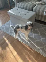 Buddy (Prince), a male Poodle - Miniature  for sale in Grandville, MI – 3 of 6