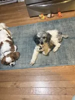 Buddy, a male Poodle - Toy  for sale in Grandville, MI – 4 of 6