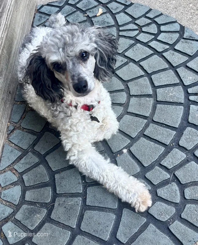 Buddy (Prince) – Poodle - Miniature  puppy for sale in Grandville, MI